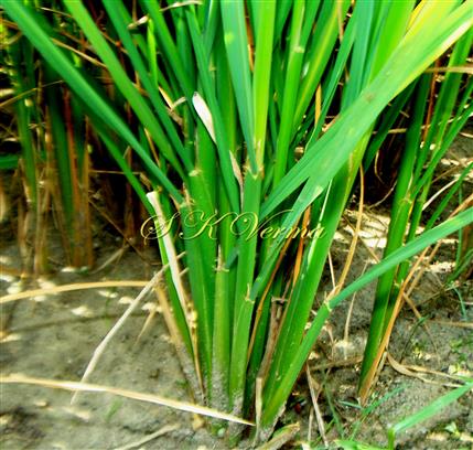  Tuft of plants